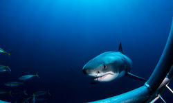 great white shark