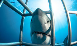 great white shark nose