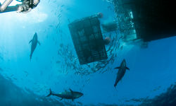 guadalupe cage diving