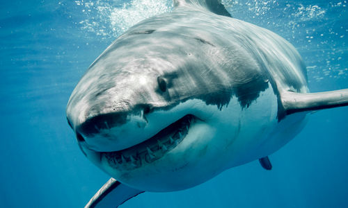 great white guadalupe