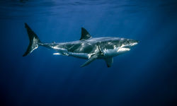 great white shark