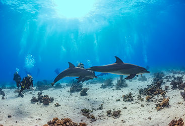 dolphins red sea