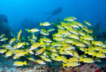 sweetlip fish maldives