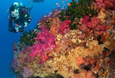 soft coral diving Fiji