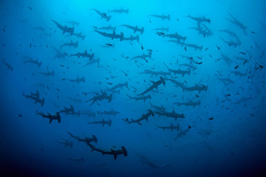 Hammerheads, Cocos Island