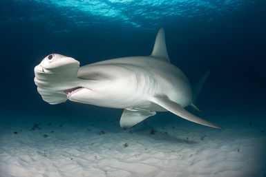 Hammerhead, Bimini