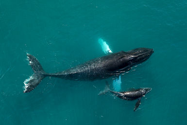 Whale and calf
