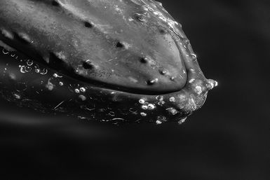 Humpback whale barnacles