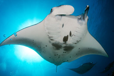 Manta ray belly