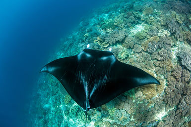 Manta ray and reef