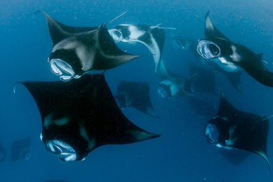 Manta rays in the Maldives