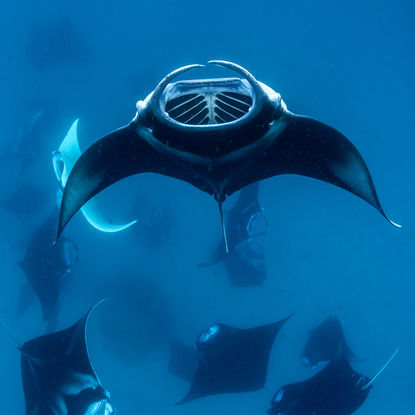 Manta train
