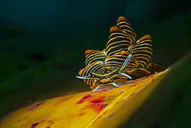 Nudibranch