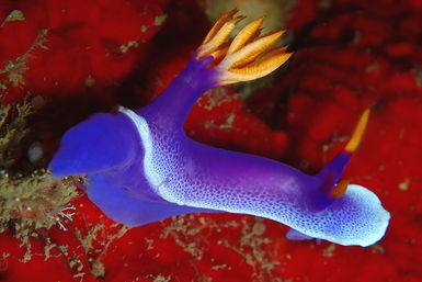 Purple nudibranch