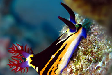 Nudibranch on reef