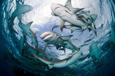 Fever of sharks