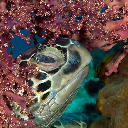 Sea turtle and coral