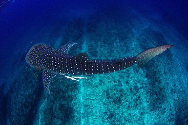 Whale shark
