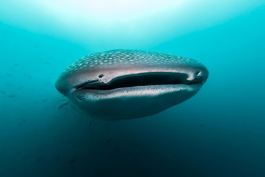 Whale shark mouth