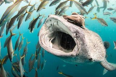 Whale shark feeding