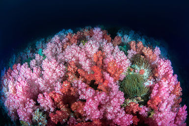 Soft coral reef