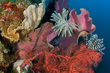 Coral reef