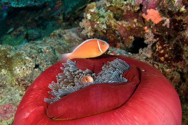 Anemone fish and coral