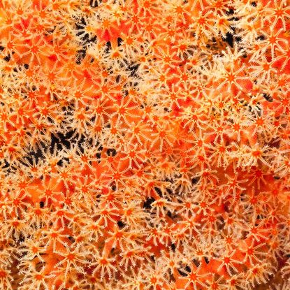 Red gorgonian seafan