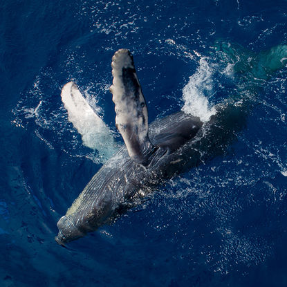 Aerial of humpback whale