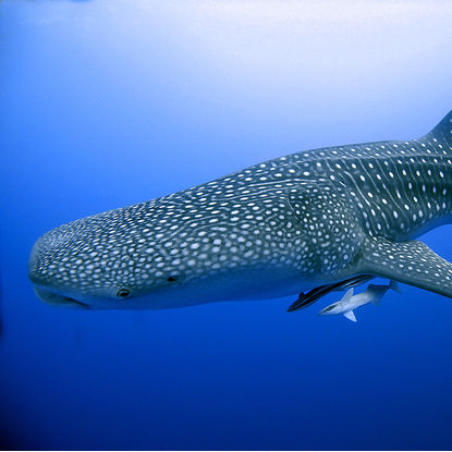 Whale shark