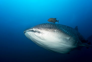 pregnant whale shark