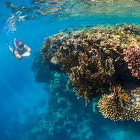 snorkelling Red Sea