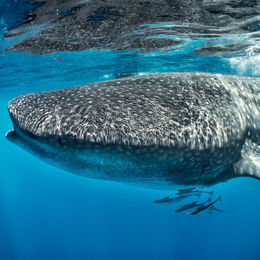 whale shark