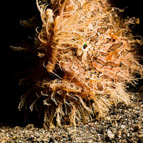 hairy frogfish