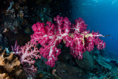 soft coral misool
