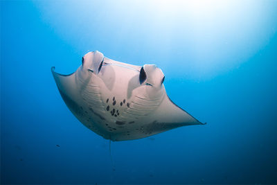 manta ray