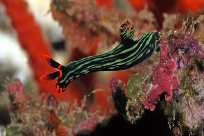 nudibranch