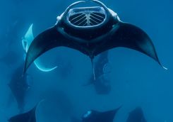group manta rays