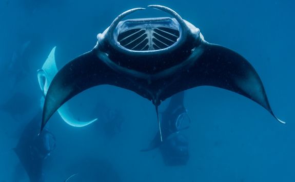 group manta rays
