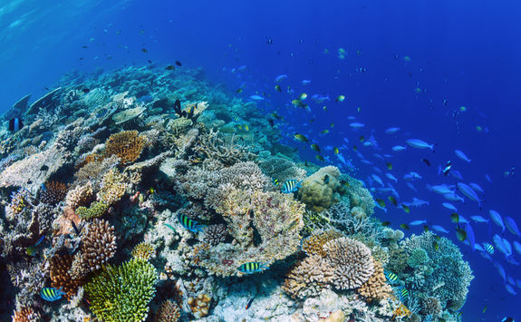 coral reef