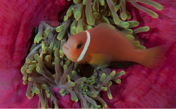 clownfish close