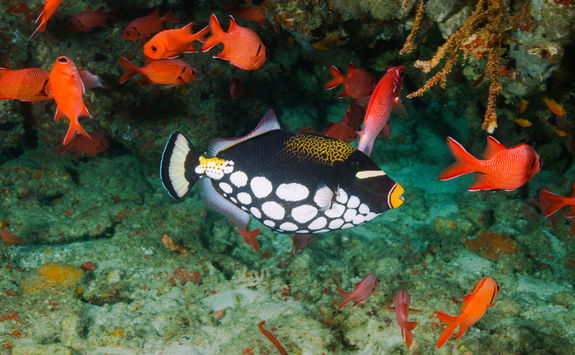 clown triggerfish