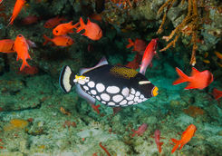 clown triggerfish