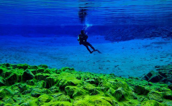 silfra diving algae
