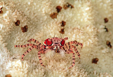 pom pom crab