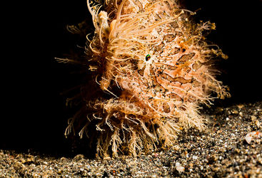 hairy frogfish