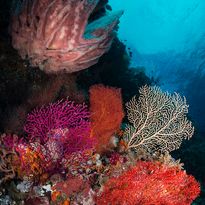 coral diving