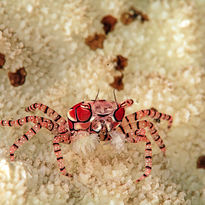 pom pom crab