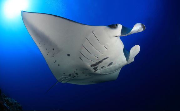 manta ray