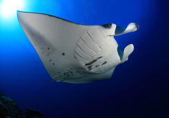 manta ray